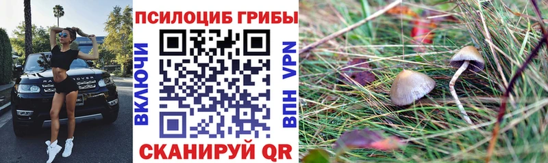 блэк спрут зеркало  Чусовой  Галлюциногенные грибы Cubensis 
